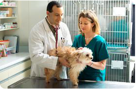 Pet Grooming and Veterinary Services 